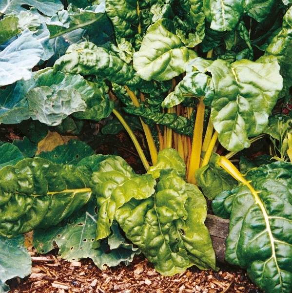 Beet Leaf Bright Yellow Chard Kings Seeds Horticentre Your Family