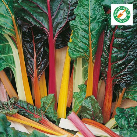 Beet Leaf Rainbow Chard Kings Seeds