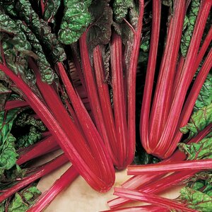 Beet Leaf Rhubarb Chard Kings Seeds