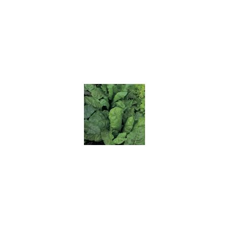 Beet Perpetual Spinach Kings Seeds