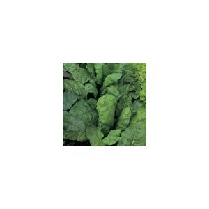 Beet Perpetual Spinach Kings Seeds