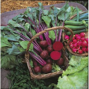 Beetroot Boltardy Kings Seeds