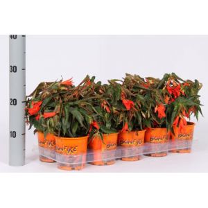 Begonia Bonfire 11Cm Pot - Our Selection