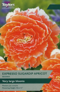 Begonia Expresso Sugardrip Apricot 2 Bulb Pack