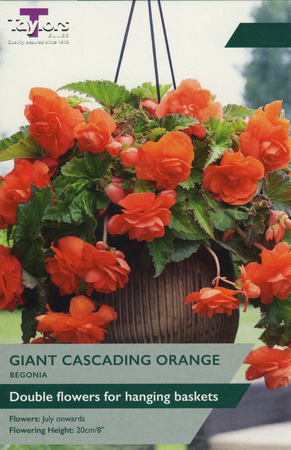 Begonia Giant Cascading Orange 3 Bulb Pack