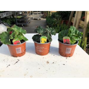 Begonia Non Stop 14Cm Pot - Various Colours - Our Selection