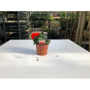 Begonia Non-Stop 9Cm Pot - Various Colours - Our Selection