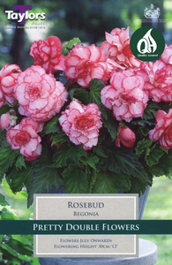 Begonia Rosebud 3 Bulb Pack