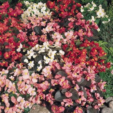 Begonia Sunshine Carpet Kings Seeds