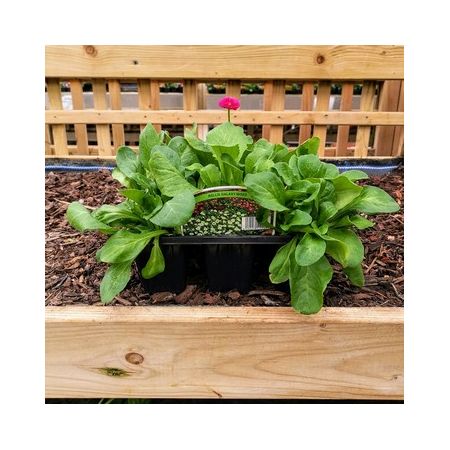Bellis 6 Pack - Our Selection