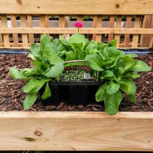 Bellis 6 Pack - Our Selection