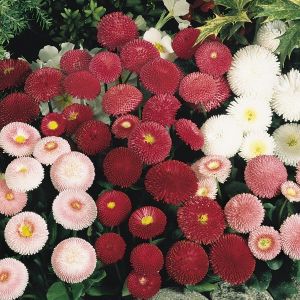 Bellis Perennis Tasso Mixed Kings Seeds