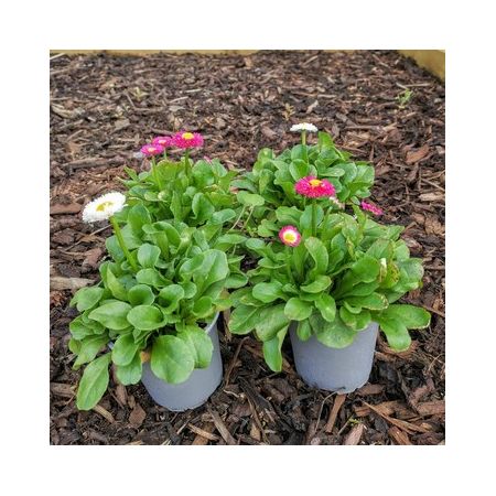 Bellis Pot 9Cm - Our Selection