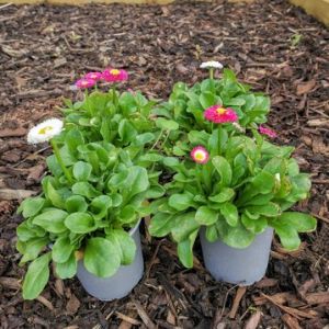 Bellis Pot 9Cm - Our Selection