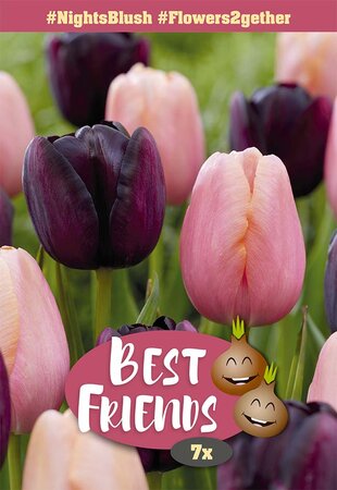 Best Friends Bulb Box - Night's Blush - 20 Bulb Box