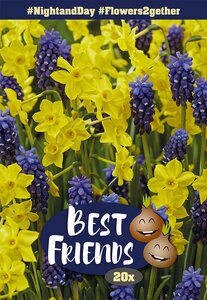 Best Friends Bulb Box - Night & the Day - 20 Bulb Box
