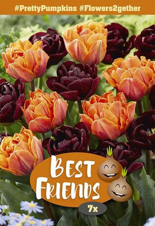 Best Friends Bulb Box - Pretty Pumpkins - 7 Bulb Box