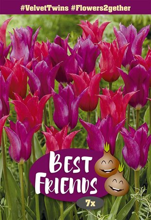 Best Friends Bulb Box - Velvet Twins - 7 Bulb Box