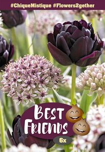 Best Friends Bulb Pack - Chique Mistique - 6 Bulb Pack