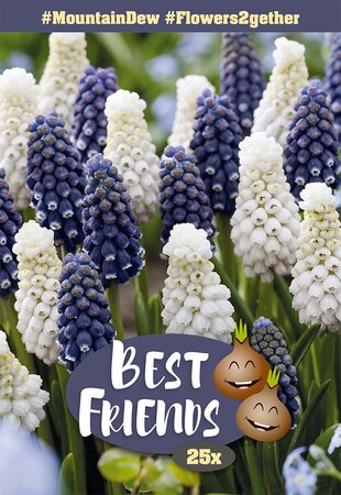 Best Friends Bulb Pack - Mountain Dew - 25 Bulb Pack