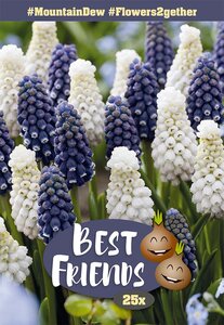 Best Friends Bulb Pack - Mountain Dew - 25 Bulb Pack