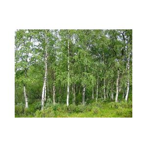 Betula Pendula Alba Silver Birch