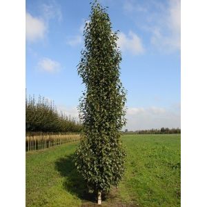 Betula Pendula Fastigiata Joes® (Jolep 1) 12L Container - image 1