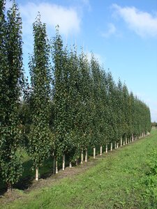 Betula Pendula Fastigiata Joes® (Jolep 1) 12L Container - image 2