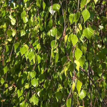 Betula Pendula Fastigiata Joes® (Jolep 1) 12L Container