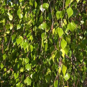 Betula Pendula Fastigiata Joes® (Jolep 1) 12L Container