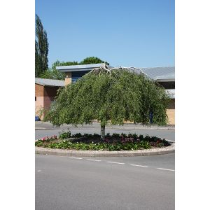 Betula Pendula Youngii  Weeping Birch