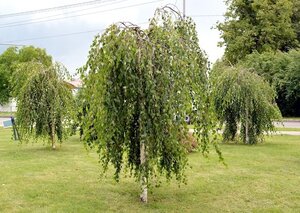 Betula Pendula Youngii  Weeping Birch