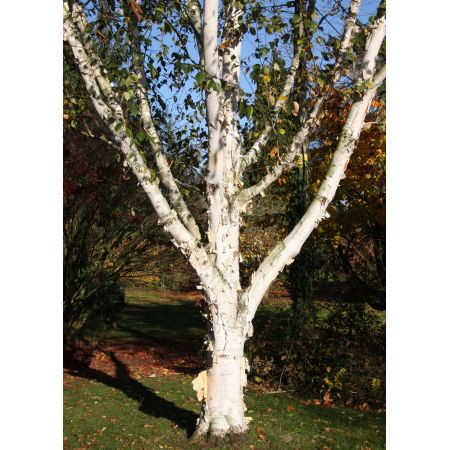 Betula Utilis Snow Queen 12 Litre Pot