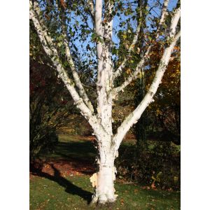 Betula Utilis Snow Queen 12 Litre Pot