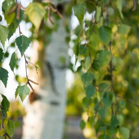 Betula Utilis Snow Queen 12 Litre Pot
