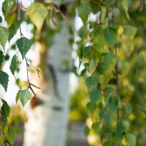 Betula Utilis Snow Queen 12 Litre Pot