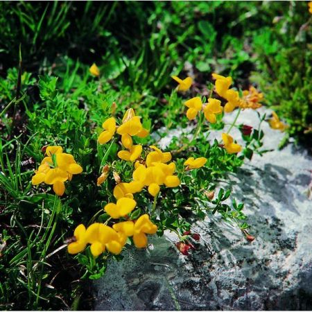 Bird's Foot-Trefoil (Lotus corniculatus) Kings Seeds