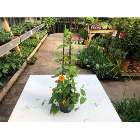 Black Eyed Susan (Thunbergia Alata) - Our Selection - image 1
