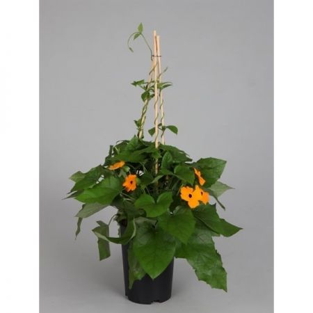 Black Eyed Susan (Thunbergia Alata) - Our Selection - image 2