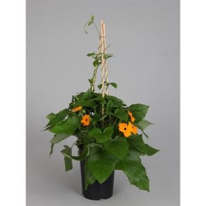 Black Eyed Susan (Thunbergia Alata) - Our Selection - image 2