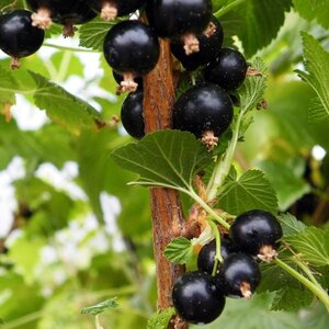 Blackcurrant Ben Alder