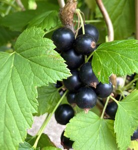 Blackcurrant Big Ben