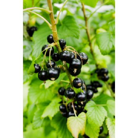 Blackcurrant Titania