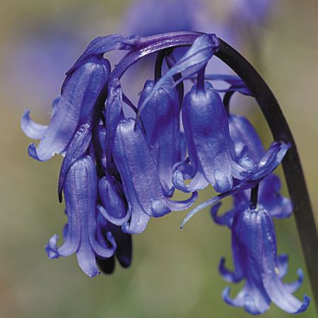 Bluebell (Hyacinthoides Non-Scripta)- Kings Seeds