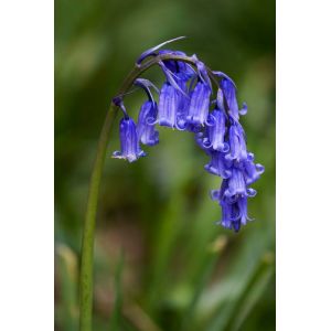 Bluebells Hyacinthoides Non-Scripta Pack Of 10 Size 6/7 Cm