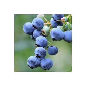 Blueberry Goldtraube