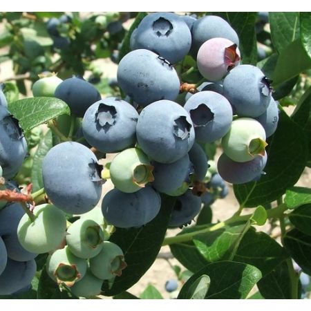 Blueberry Rancocas