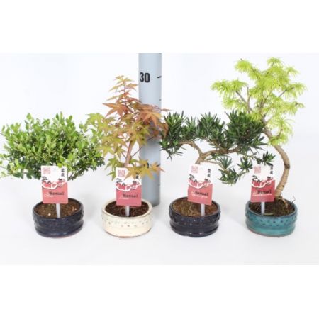 Bonsai Mix Outdoor P12 - Our Selection