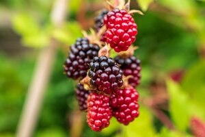 Boysenberry