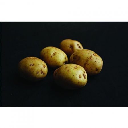 British Queen Scottish Seed Potatoes 1.5Kg